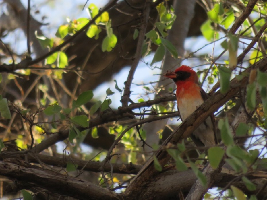 UNADJUSTEDNONRAW_thumb_5c1c