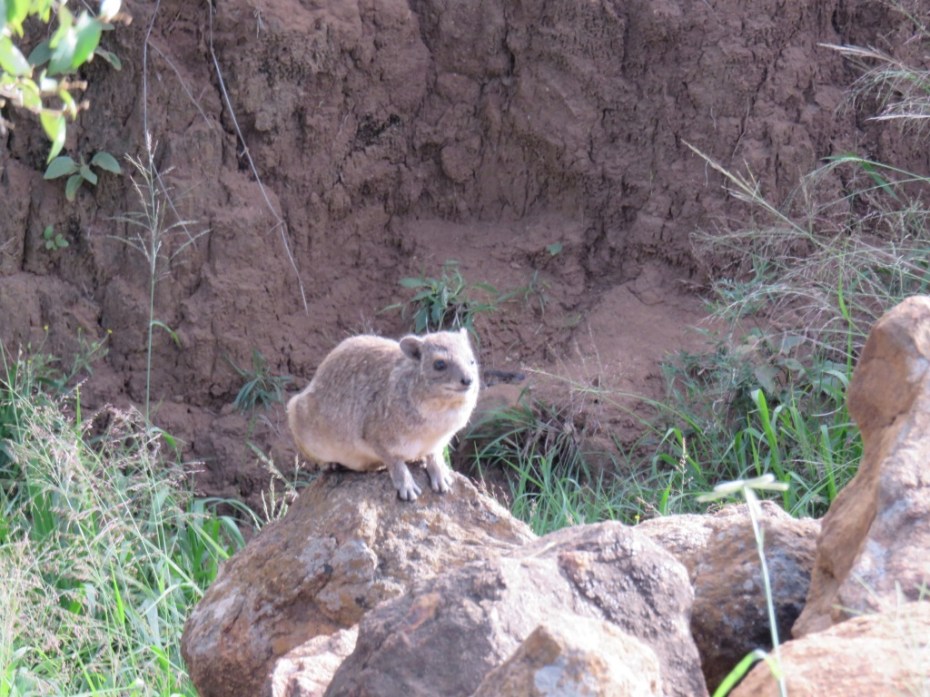 UNADJUSTEDNONRAW_thumb_5c1e