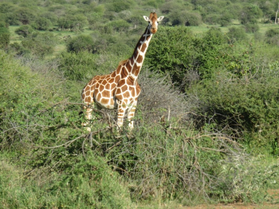 UNADJUSTEDNONRAW_thumb_5c34